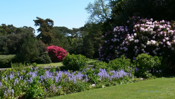 Bois des Moutiers (173) Mai 2012